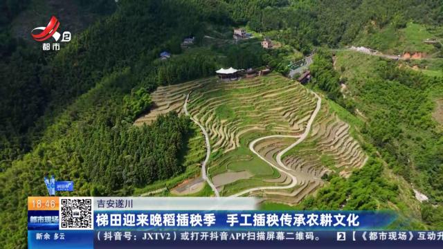 吉安遂川：梯田迎来晚稻插秧季 手工插秧传承农耕文化