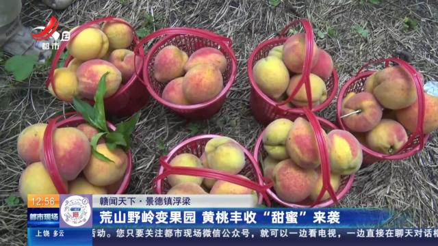 【赣闻天下】景德镇浮梁：荒山野岭变果园 黄桃丰收“甜蜜”来袭