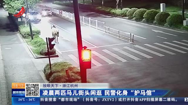 【放眼天下】浙江杭州：凌晨两匹马儿街头闲逛 民警化身“护马倌”