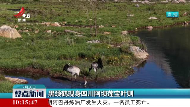 黑颈鹤现身四川阿坝莲宝叶则