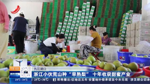 九江湖口：浙江小伙荒山种“早熟梨” 十年收获甜蜜产业