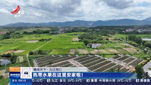 【赣闻天下】九江湖口：热带水果在这里安家啦！