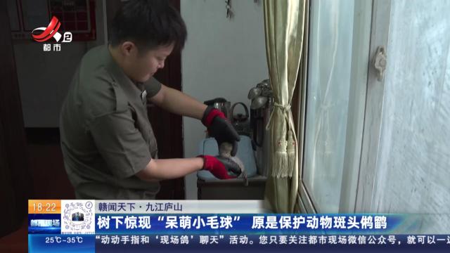【赣闻天下】九江庐山：树下惊现“呆萌小毛球” 原是保护动物斑头鸺鹠
