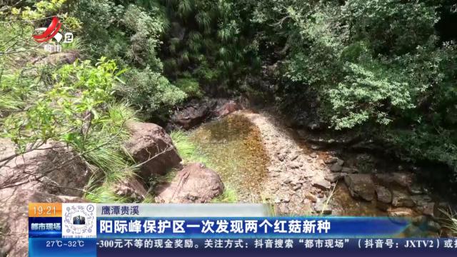 鹰潭贵溪：阳际峰保护区一次发现两个红菇新种