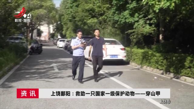 上饶鄱阳：救助一只国家一级保护动物——穿山甲