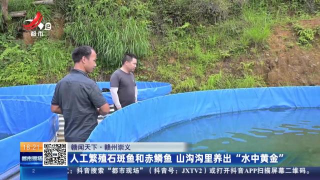 【赣闻天下】赣州崇义：人工繁殖石斑鱼和赤鳞鱼 山沟沟里养出“水中黄金”
