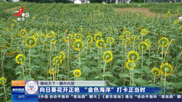 【赣闻天下】赣州兴国：向日葵花开正艳 “金色海洋”打卡正当时