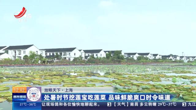 【放眼天下】上海：处暑时节挖莲宝吃莲菜 品味鲜脆爽口时令味道