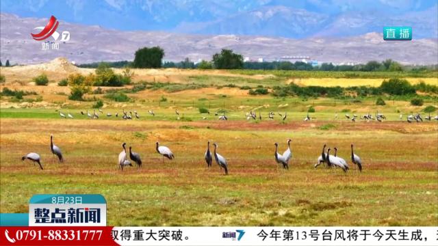 新疆阿勒泰：百余只蓑羽鹤现身湿地