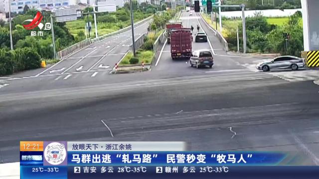 【放眼天下】浙江余姚：马群出逃“轧马路” 民警秒变“牧马人