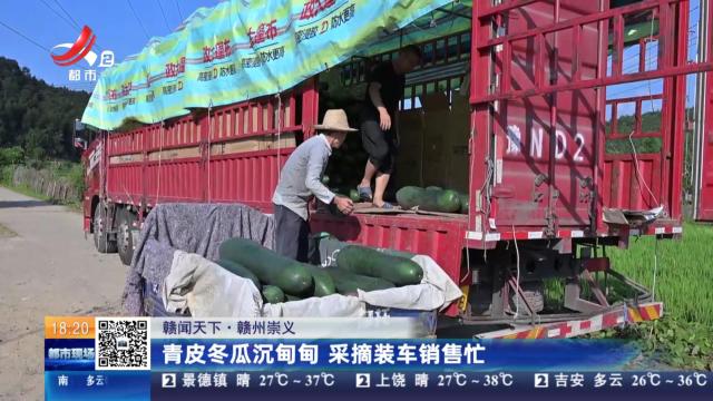 【赣闻天下】赣州崇义：青皮冬瓜沉甸甸 采摘装车销售忙