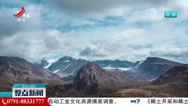 天山雪莲：岩石缝隙里的生命绽放