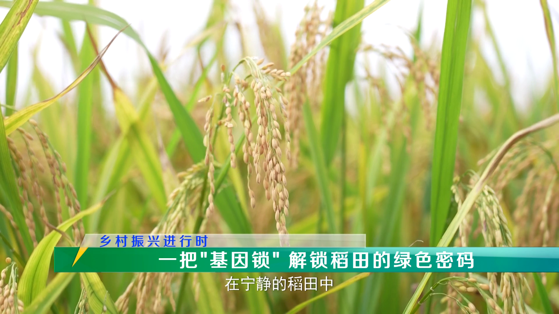 稻花香里20250730 乡村振兴进行时——一把基因锁 解锁稻田的绿色密码