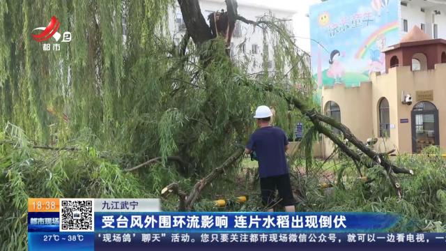 九江武宁：受台风外围环流影响 连片水稻出现倒伏
