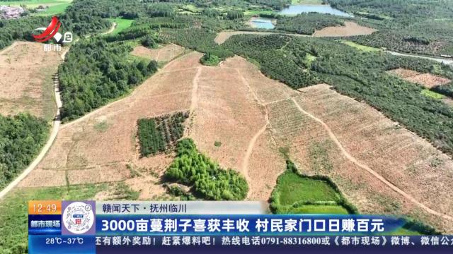 【赣闻天下】抚州临川：3000亩蔓荆子喜获丰收 村民家门口日赚百元