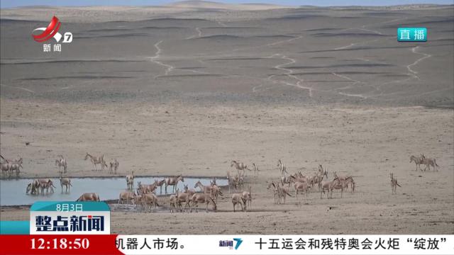 40℃高温下的“动物派对”