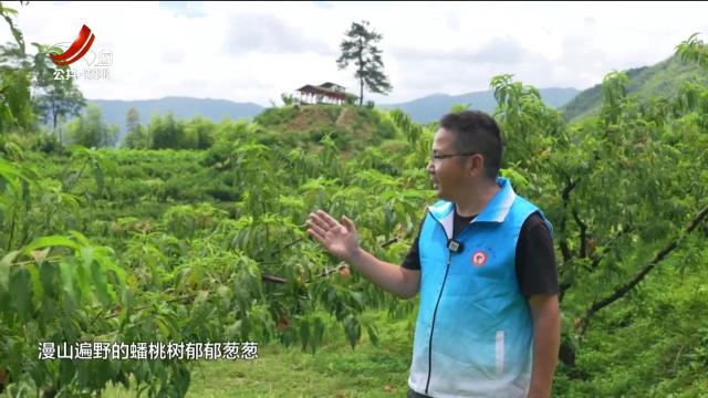 【文化下乡走基层】铅山：畲乡桃园果飘香