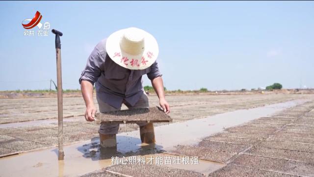 稻花香里20250819 乡村振兴进行时——“大米哥”的吨粮“再生稻”