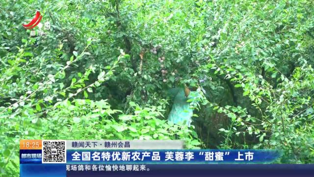 【赣闻天下】赣州会昌：全国名特优新农产品 芙蓉李“甜蜜”上市