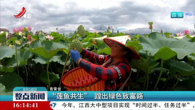 “莲鱼共生” 蹚出绿色致富路
