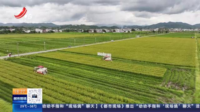【赣闻天下】抚州临川：“田保姆”上门服务 晚稻喝上“解暑茶”