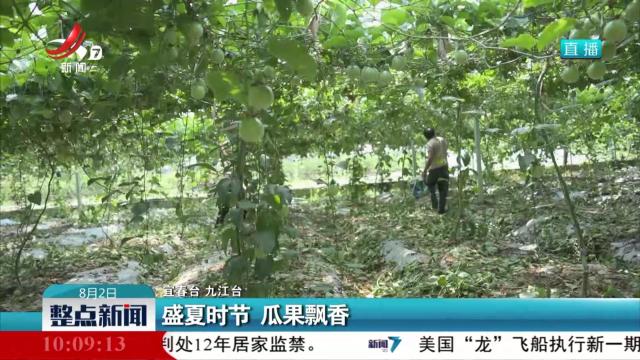 盛夏时节 瓜果飘香