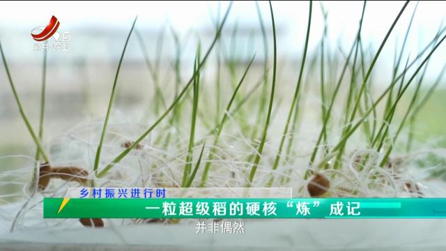 稻花香里20250826 乡村振兴进行时——一粒超级稻的硬核“炼”成记
