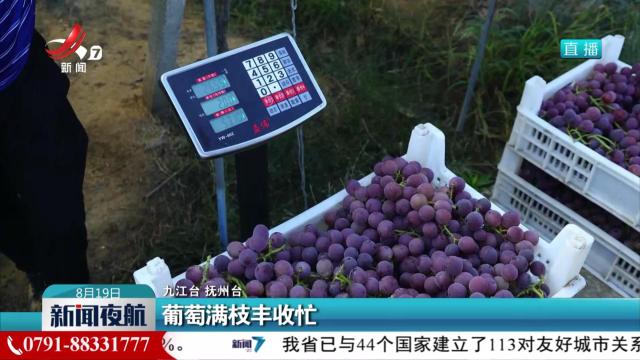 葡萄满枝丰收忙
