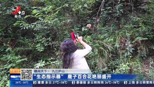 【赣闻天下】九江庐山：“生态指示器” 鹿子百合花艳丽盛开