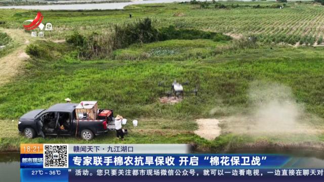 【赣闻天下】九江湖口：专家联手棉农抗旱保收 开启“棉花保卫战”