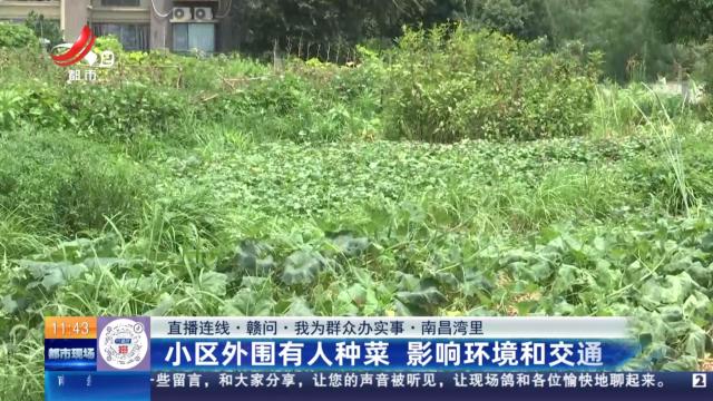 【直播连线·赣问·我为群众办实事】南昌湾里：小区外围有人种菜 影响环境和交通