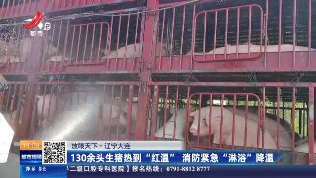 【放眼天下】辽宁大连：130余头生猪热到“红温” 消防紧急“淋浴”降温
