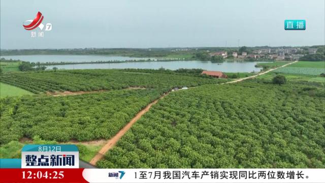 整点新闻20250812 12：00
