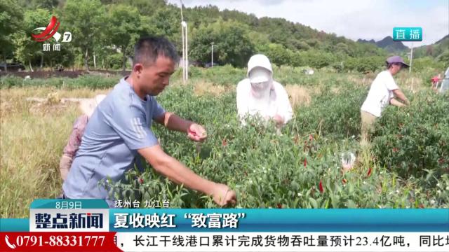 夏收映红“致富路”