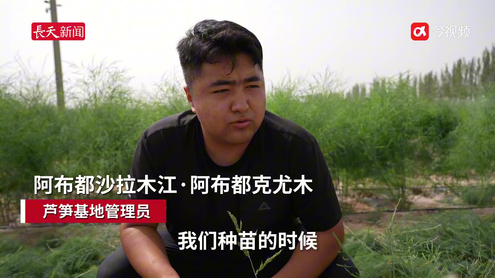江西援疆建最大芦笋种植基地 盐碱地“长”出“蔬菜王”