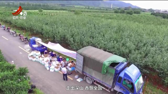 农问20250810