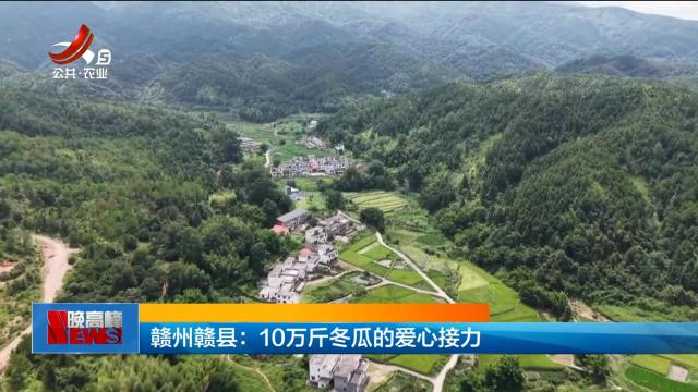 赣州赣县：10万斤冬瓜的爱心接力