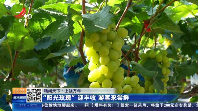 【赣闻天下】上饶万年：“阳光玫瑰”迎丰收 游客来尝鲜