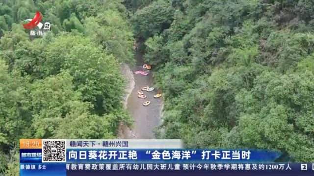 【赣闻天下】赣州兴国：向日葵花开正艳 “金色海洋”打卡正当时