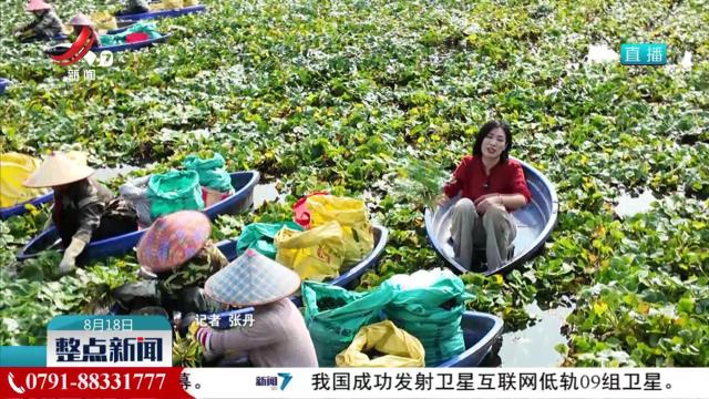 【赣鄱大地喜丰收】又到菱角成熟季 水中捞起“金元宝”
