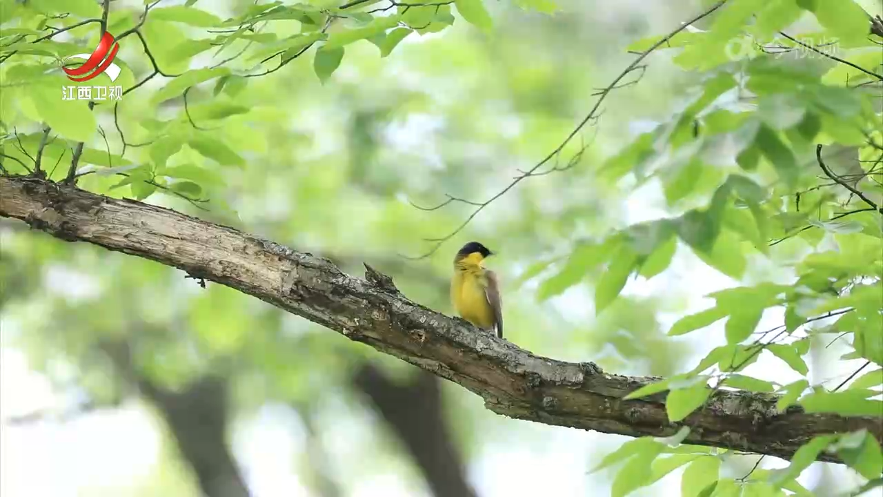 美丽江西：石门村与蓝冠噪鹛的“共生密码”