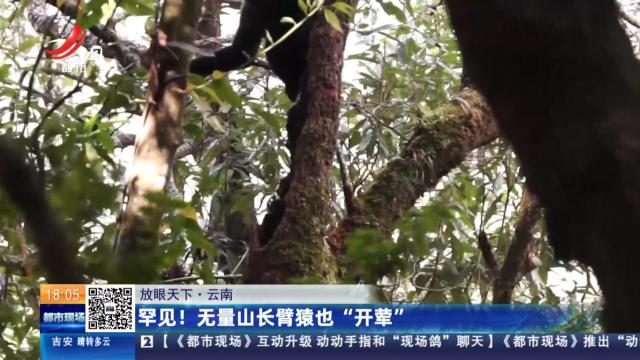【放眼天下】云南：罕见！无量山长臂猿也“开荤”