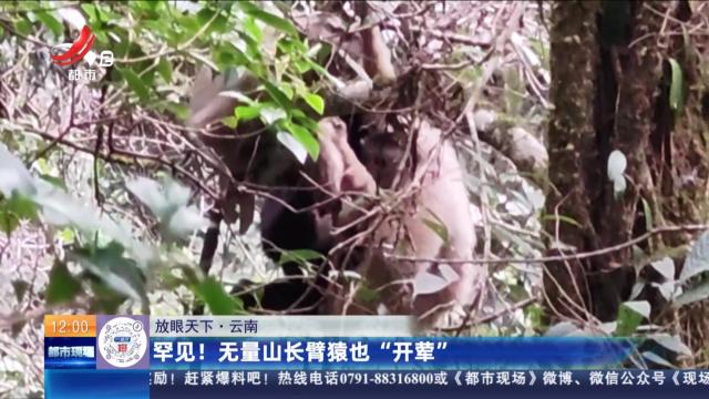 【放眼天下】云南：罕见！ 无量山长臂猿也“开荤”