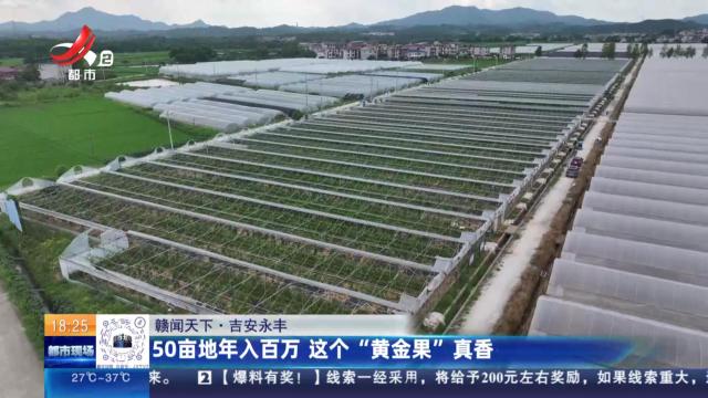 【赣闻天下】吉安永丰：50亩地年入百万 这个“黄金果”真香