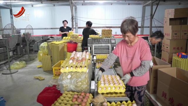 抚州临川：智养金鸡富乡村