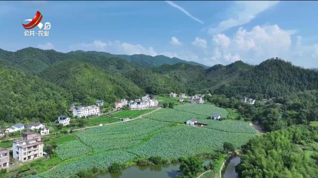 【家住青山绿水间】赣州崇义：八月采莲正当时