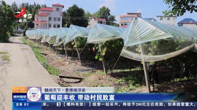 【赣闻天下】景德镇浮梁：葡萄迎丰收 带动村民致富
