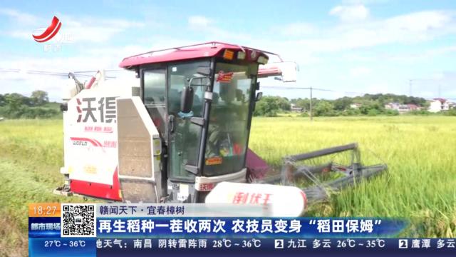 【赣闻天下】宜春樟树：再生稻种一茬收两次 农技员变身“稻田保姆”
