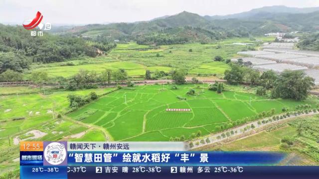 【赣闻天下】赣州安远：“智慧田管”绘就水稻好“丰”景