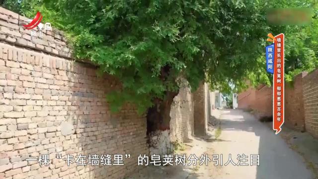 陕西咸阳：墙缝里长出的皂荚树 郁郁葱葱百余年